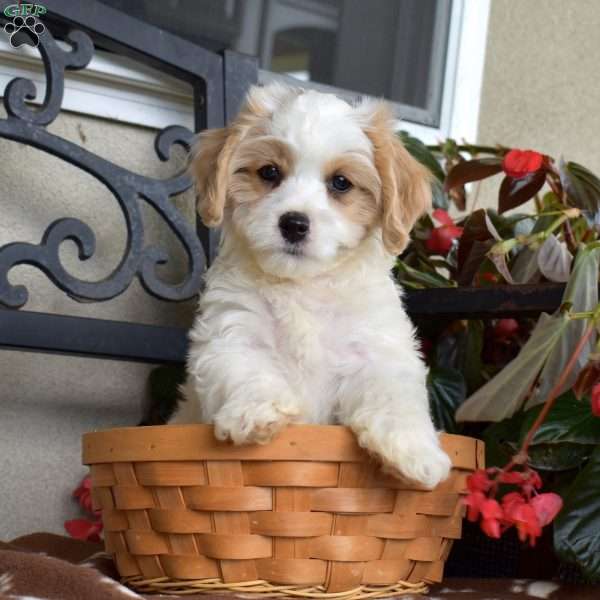 Rex, Cavachon Puppy